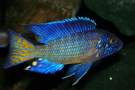 cichlid fish|Cichlid .